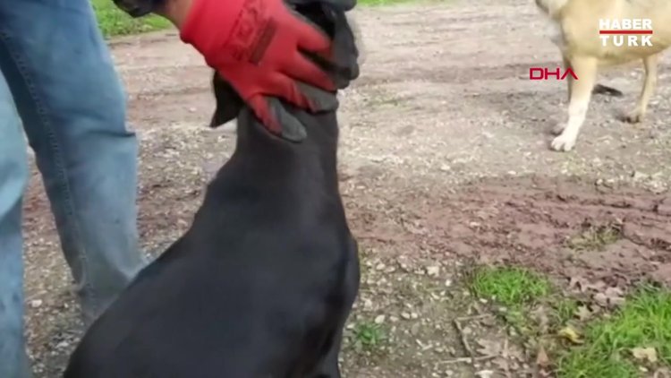 Adapazarı'nda köpeğe tecavüz iddiası