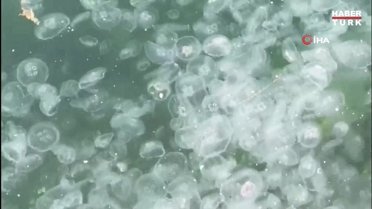 İstanbul Boğazı'nı denizanası bastı