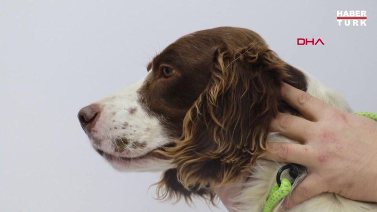Samsun'da pamuk'un ardından Mars adlı köpekte vuruldu