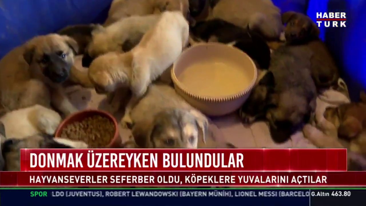 Pendik Te Ormanda Olume Terk Edilen Onlarca Yavru Kopek Bulundu