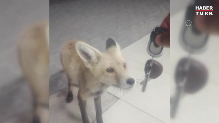 Tilkinin otomobil anahtarını alıp kaçması kameralara yansıdı