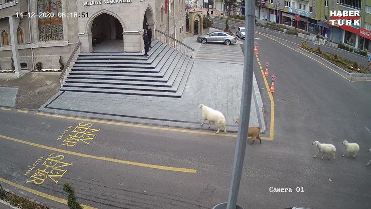 Nevşehir Belediyesine girmeye çalışan küçükbaş sürüsü ilginç görüntü oluşturdu
