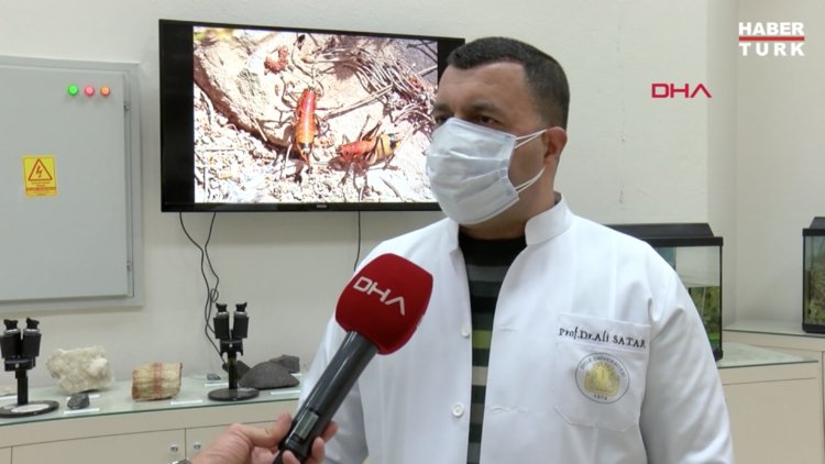 Prof. Dr. Satar: 'Önlem alınmazsa yumurtadaki çekirgeler 2021'de istilaya neden olur'