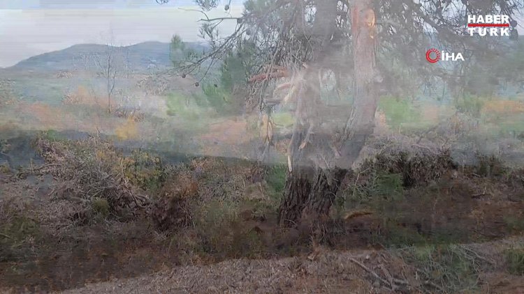 Koronavirüsü fırsat bilen uyanıklar, devlet arazilerine kondu