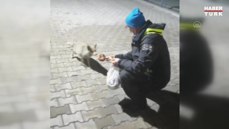 Şantiye işçileri 3 yıldır tilki ailesini elleriyle besliyor