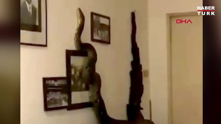 Tayland'da 3.5 metrelik dev piton eve girdi