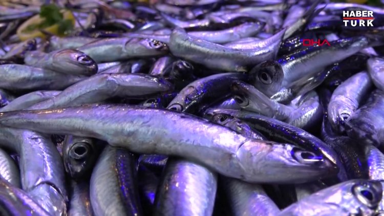 'Hamsi avı yasağı sezon sonuna kadar uzatılsın' çağrısı