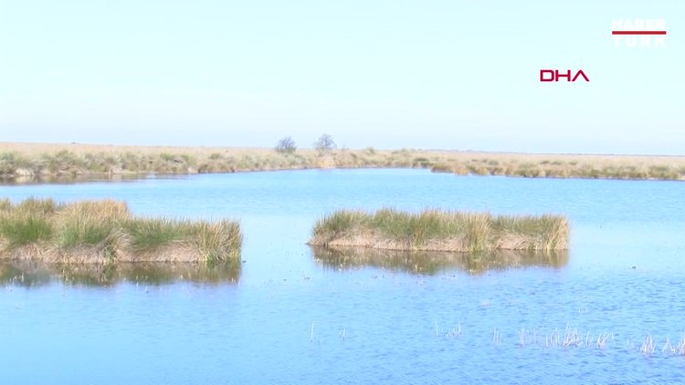 Karadeniz'den sızan tuzlu su Kızılırmak Deltası Kuş Cenneti'ni tehdit ediyor