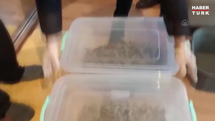 Hint keneviri yetiştirmek için kıyafet dolabına ve odalara özel düzenek kurmuşlar