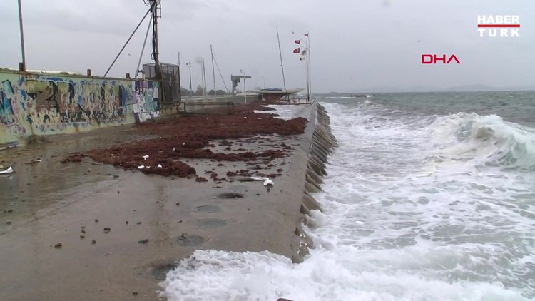 Caddebostan Sahili'ni kırmızı yosunlar sardı