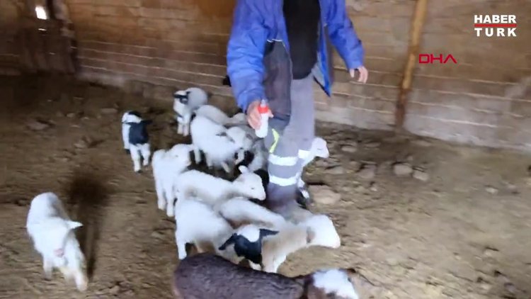 124 koyun çalındı; kuzuları biberonla besliyorlar