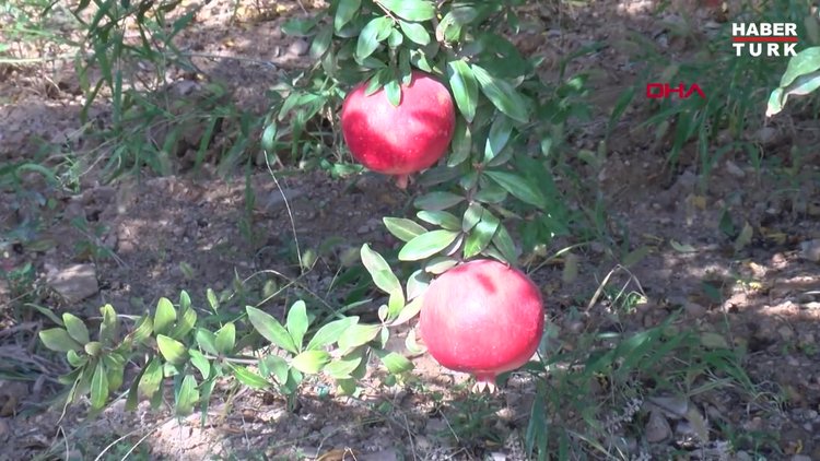 Prof. Dr. Usta: Nar suyu faydalı ama dozu abartılmamalı