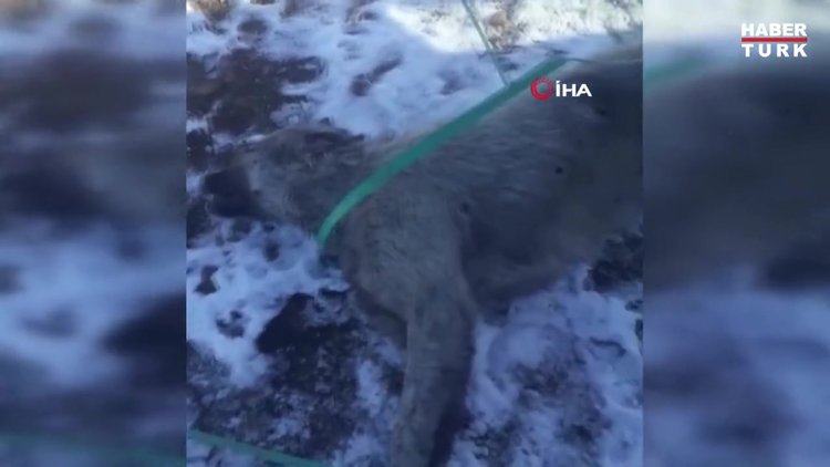 Sokak köpeği silahla vurularak öldürülmüş halde bulundu