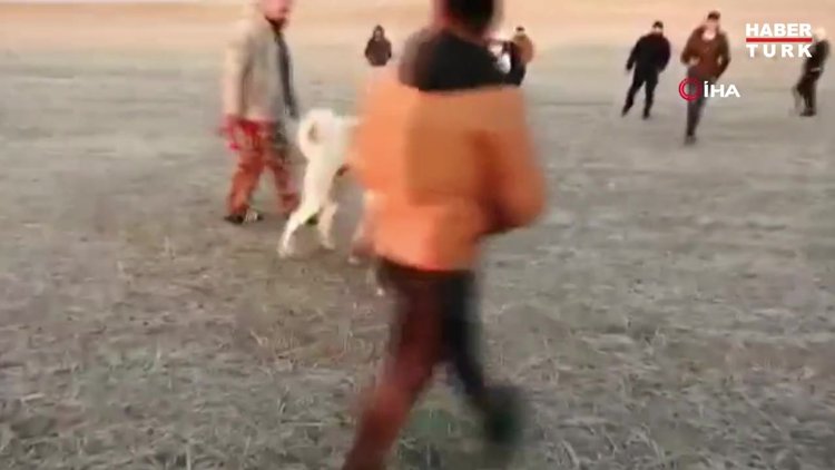 Köpekleri dövüş adı altında birbirine parçalattılar