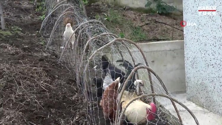 Komşular arasındaki tavuk kavgası 'tavuk tüneli' ile son buldu