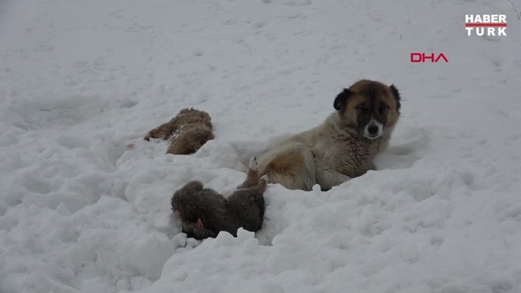 Köpek, donarak ölen yavrularının başından 5 gündür ayrılmıyor