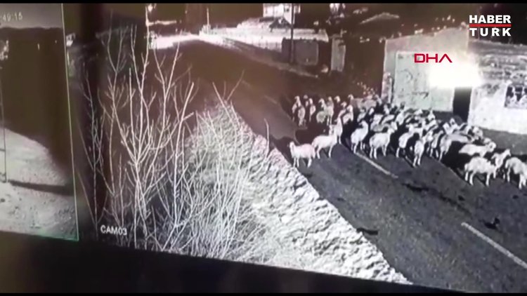 Kurdun koyun sürüsüne saldırısı kamerada