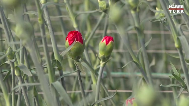 Türkiye'den Sevgililer Günü için 22 ülkeye 70 milyon dal kesme çiçek gönderildi