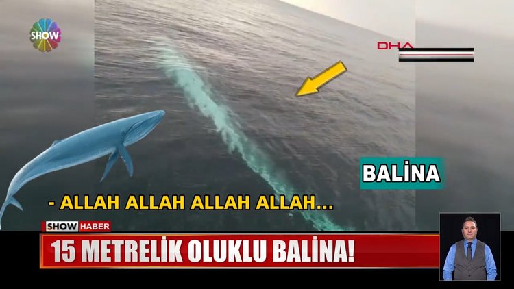 Adana'da dev balina şaşkınlığı!