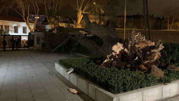 TFF tesislerindeki asırlık çınar şiddetli rüzgarla devrildi