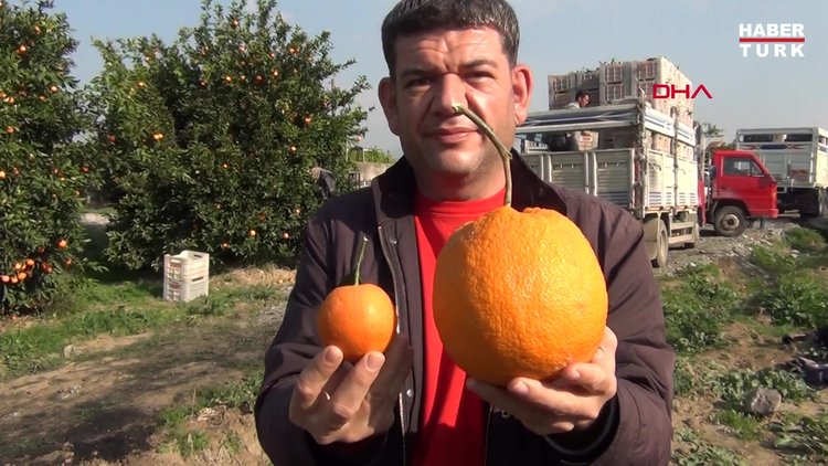 Adana'da 1 kilo 260 gramlık dev portakal görenleri şaşırttı