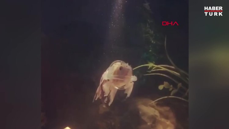 Hareket edemeyen Japon balığına özel can yeleği