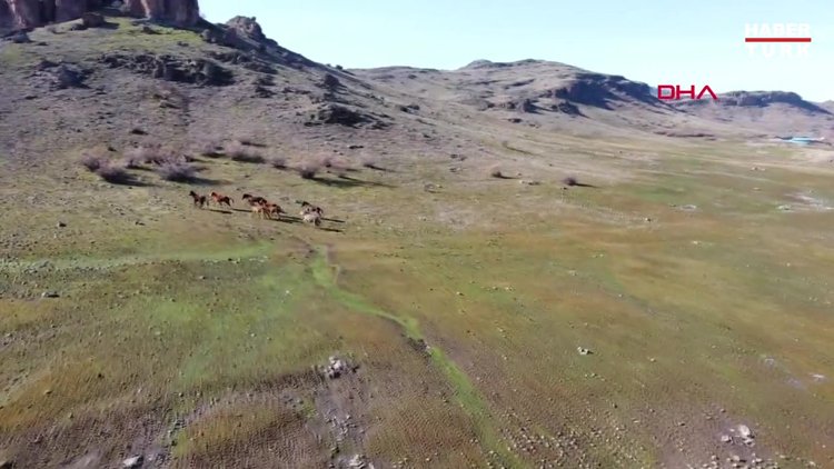 Tunceli'de karlı dağlardan inen yılkı atları, görsel şölen oluşturdu