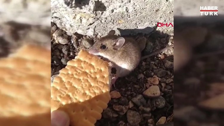 Bahçesindeki fareyi bisküvi ile besliyor