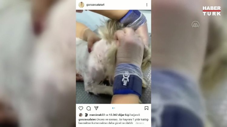 Barınakta yaşayan "Paspas" adlı köpeği Gülben Ergen sahiplendi