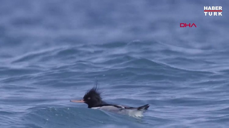 Kuzey ülkelerinin kuşu tarakdiş, Konyaaltı sahilinde görüntülendi