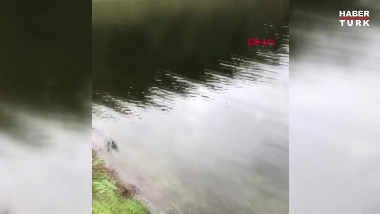 Alibeyköy Barajı'nda dikkat çeken ölü balıklar