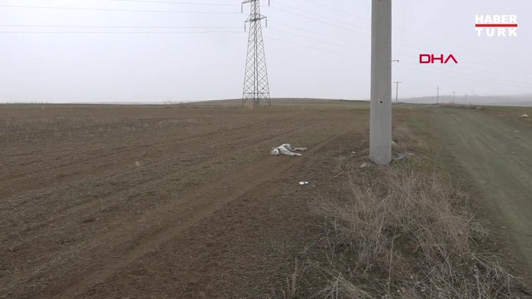 Akbaş cinsi 6 aylık 'Cesur'u öldürdüler
