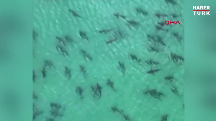 ABD'de sahile yaklaşan köpek balığı sürüsü böyle görüntülendi
