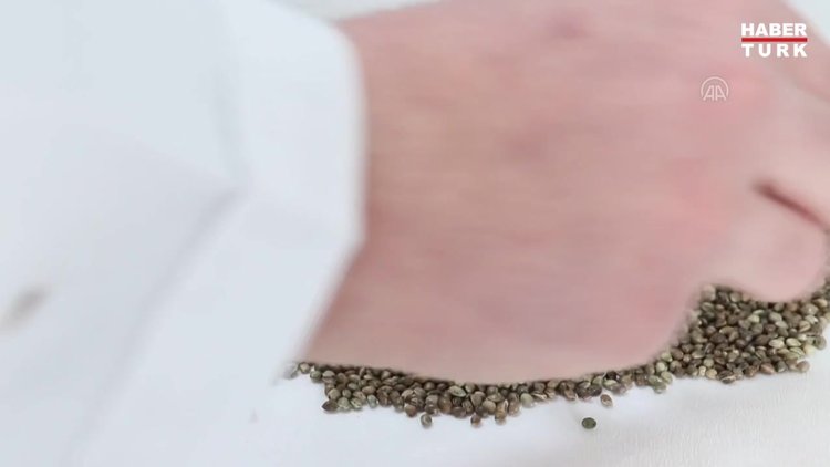 Kenevir tohumundan "süt" üretiminin ardından "krema" ve "kahve" üretimi için de çalışılıyor