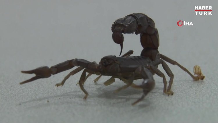 "Litresi 10 milyon dolara alıcı buluyor..."Şanlıurfalı "Akrep Ali" 10 yaşından beri kara akreplerle yaşıyor