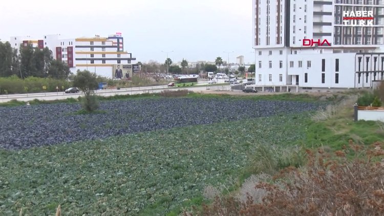 Yol kenarındaki arazilerde üretilen 'tarımsal' gıdalardaki tehlike