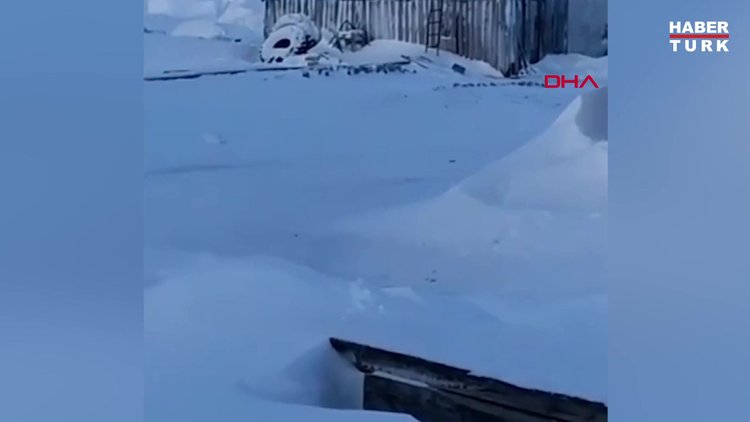 Rusya'da kutup ayısı, evin çatısına çıktı