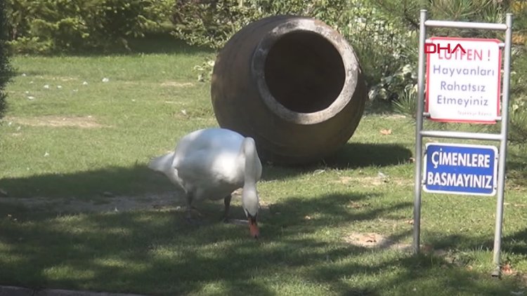 Hayvanat bahçesindeki geyiği kaçırıp yiyen 2 kişi tutuklandı