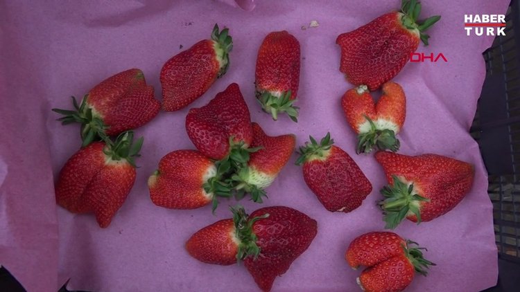 Sıcaklık farkı, çileğin şeklini bozdu