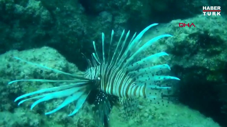 Akdeniz'de aslan balığı sürüsü görüntülendi