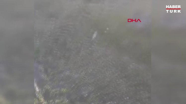 Hamile kadın yol kenarında ölü bulundu, kardeşi gözaltına alındı