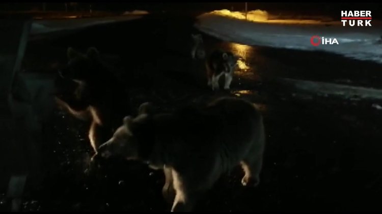 Kış uykusundan uyandılar, ilçe merkezine indiler