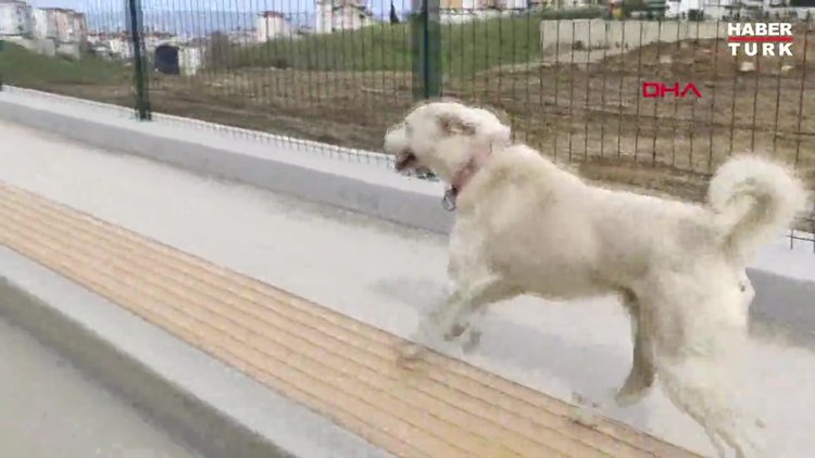 Sahibi tedavi gören 'Pamuk' köpek, 14 gün hastane kapısında bekledi