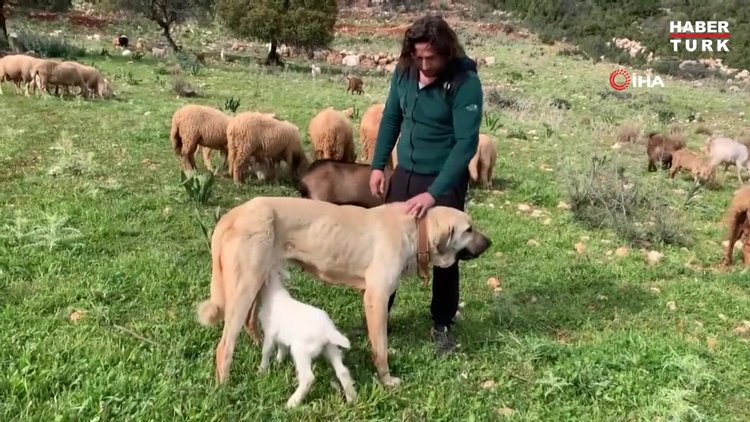 Çoban köpeğinden vefa örneği