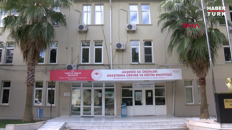 'Japon balığına güzellik katan renkli topaklar, aslında bir çeşit ur'