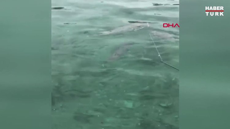 Zehirli balon balığı sürüsü Antalya Lara sahillerini sardı!