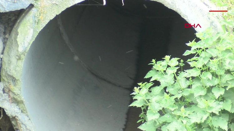 Sivrisinekler ortaya çıktı, Prof. Dr. Yılmaz uyardı