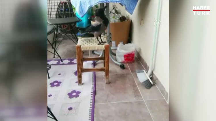 Karganın balkondaki yumurtaları alıp kaçması kameraya yansıdı