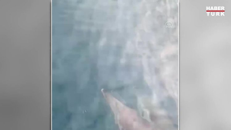 Karadeniz'de yunusların tekneyle yarışı cep telefonu kamerasıyla görüntülendi