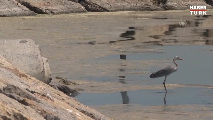 Marmara Denizi'nin dibi de salya ile kaplanmaya başlandı